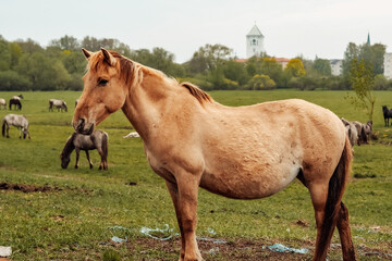 wild horses that live in an urban environment, Jelgava Latvia