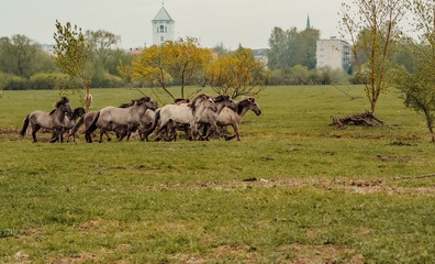 wild horses that live in an urban environment, Jelgava Latvia