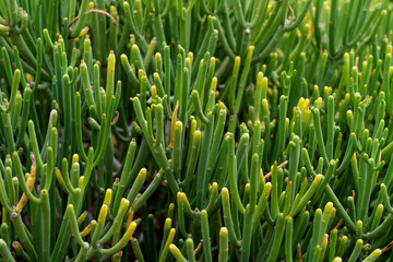 Leafless spurge background