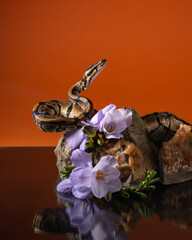 Python stretched out its head. Snake at the rocks among the purple flowers. Beautiful portrait of a ball python on an orange background. Regius and flowers shot with reflection. 