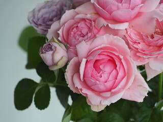 バラ　エレガントドレスとライラッククラッシック