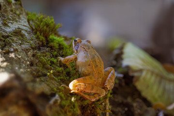 an brown frog sits in a deciduous forest