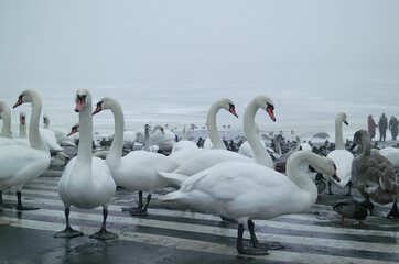 white swans in winter on an asphalt road by the river