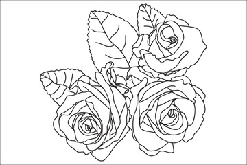 Roses with leaves black and white, intended for postcards, March 8, for Valentine ․