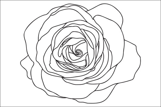 A single rose is drawn with a black outline, it is intended for tattoo, printing, cards, fabric printing, March 8, Valentine, label, logo and other occasions.