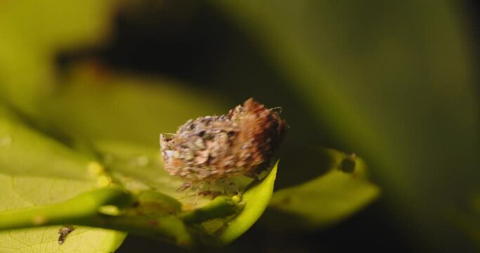 Closeup of a trash bug a lacewing larva perfectly covering itself in available material to camouflage itself 