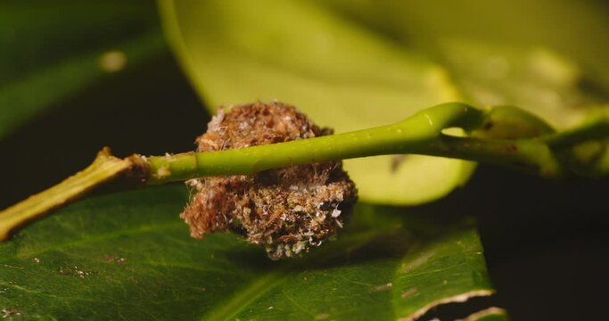 Lacewing larve perfectly camouflaged moves around leaves only visible parts being the legs
