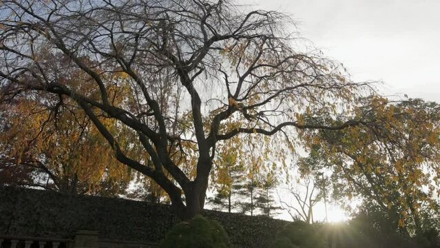 Scenic Trees and Sunset - Bluestone Country Club - Blue Bell, PA