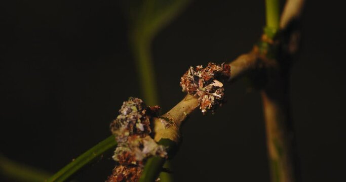 Trash bug finishes eating its prey and then moves ahead and interacts with one more of its kind 