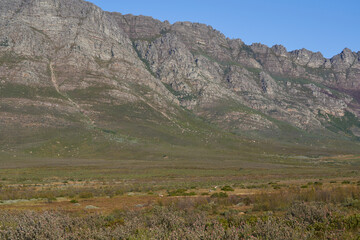 Fototapeta na wymiar Escarpment rising above the plains and trees of Elandsberg Nature Reserve in the Western Cape, South Africa