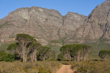 Escarpment rising above the plains and trees of Elandsberg Nature Reserve in the Western Cape, South Africa
