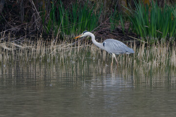 Grey Heron (Ardea cinerea)