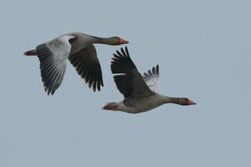 Greylag Goose (Anser anser) flying