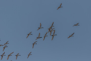 A flock of Pintail Ducks fly over the marsh