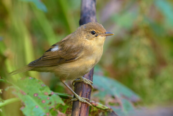 Marsh warbler (acrocephalus palustris) perched on small branch in grass 