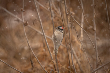 Male Downy Woodpecker clings to a reed in the marsh during a snow storm
