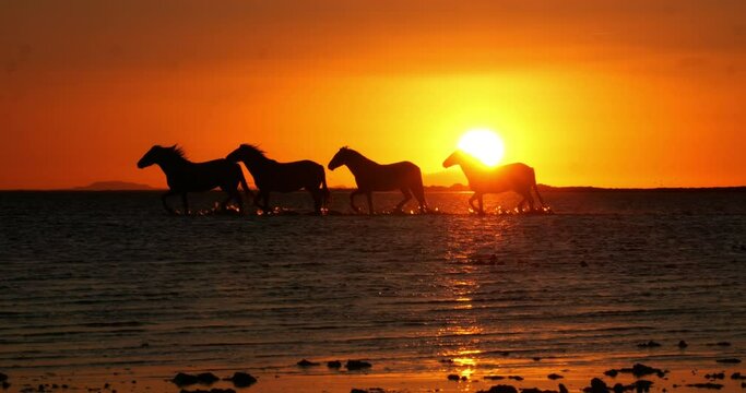 Camargue Horse, Herd trotting or galloping in Ocean at Sunrise, Saintes Marie de la Mer in Camargue, in the South of France, Slow Motion 4K