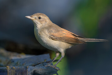 Common whitethroat (Curruca communis) posing on tiny branch with clear green background 