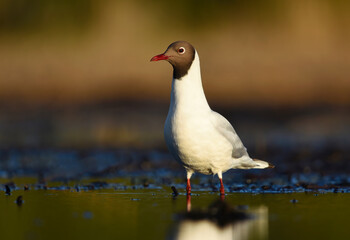 Black-headed gull (Chroicocephalus ridibundus) in the wetlands in spring.	

