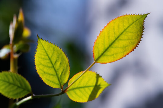 Bright green leaves of a rose on a sunny spring day backlit by sun. Small translucent leaves with typical reddish sawtooth edge growing towards the light. Close up of a plant with blurred background.