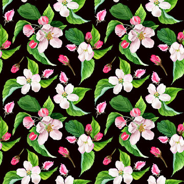 Watercolor seamless pattern with apple tree blooms. Isolated on black background