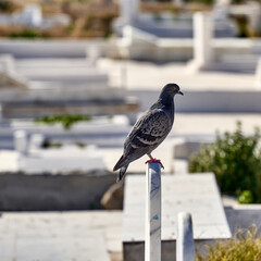 Pigeon sits peacefully on a tombstone at a Muslim burial ground in Tunisia