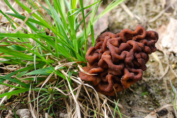 spring morel mushroom grows in the forest in the grass, an edible mushroom. High quality photo