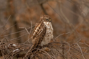 Juvenile Red-shouldered Hawk looks for prey on the forest floor
