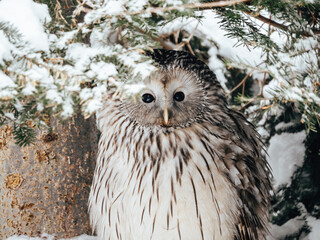close up of a owl in the snow