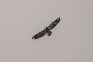 Juvenile Bald Eagle soars above the marsh on a cloudy day
