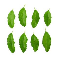 Asian Thai basil fragrant green herb isolated on a transparent background