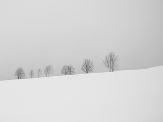 snow covered trees