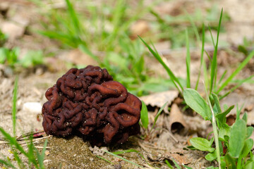 spring morel mushroom grows in the forest in the grass, an edible mushroom