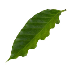 Fresh Green  Arabica Coffee Leaf isolated on a transparent background