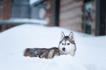 beautiful siberian husky dog standing portrait in deep snow in winter