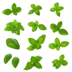 Close up of fresh green basil herb leaves isolated on a transparent background. - obrazy, fototapety, plakaty
