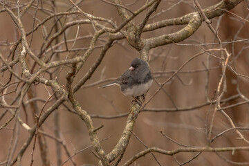 Male Dark-eyed Junco perched on a tree branh