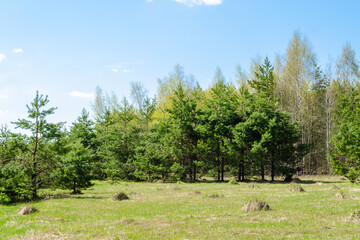 Obraz premium pine forest in early spring