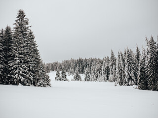 winter forest with snow