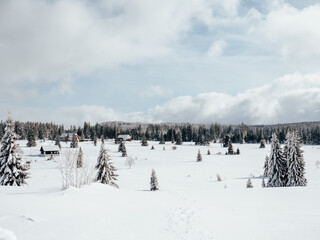snow covered trees