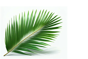 Tropical palm leaves on white background with copy space.  Generative AI.