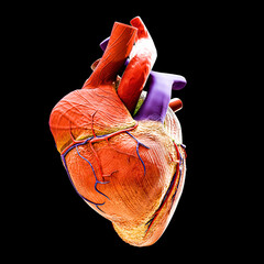 human heart isolated on black background