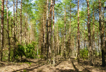 Naklejka premium pine forest in early spring