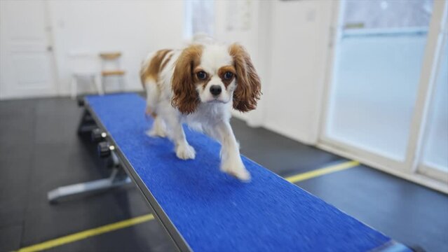 Cavalier King Charles Spaniel
Dog breed running through agility course