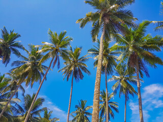 Obraz na płótnie Canvas Blue Sky, Tropical Palm Tree Growth