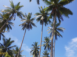 Fototapeta na wymiar Blue Sky, Tropical Palm Tree Growth