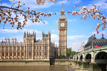 Westminster Bridge in London UK. Spring time cherry blossoms. - obrazy, fototapety, plakaty