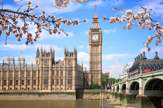 Westminster Bridge in London UK. Spring time cherry blossoms.