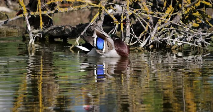Mallard Duck, anas platyrhynchos, Adult Male Washing, Preening Feathers, Pond in Camargue near Saintes Maries de la Mer, Slow Motion 4K