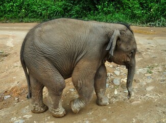 Fototapeta premium Baby elephant. Young cute baby elephant. Close up photo of baby elephant. Chiang Mai, Thailand, Asia. 
